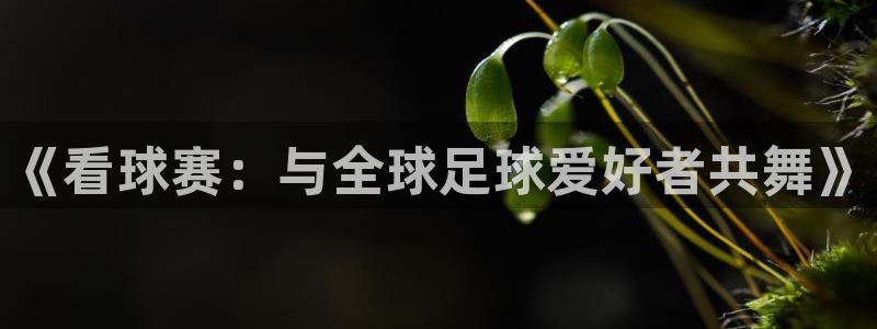 《看球赛：与全球足球爱好者共舞》
