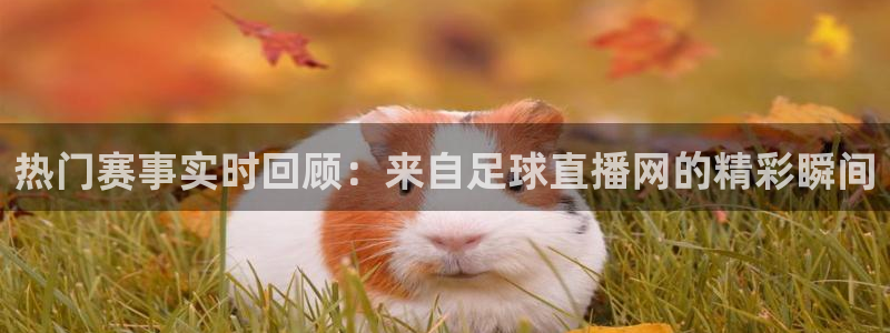 热门赛事实时回顾：来自足球直播网的精彩瞬间