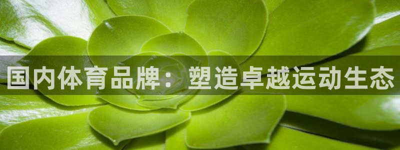 国内体育品牌：塑造卓越运动生态