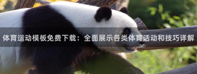 体育运动模板免费下载：全面展示各类体育活动和技巧详解